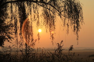 花草的图片大全（花草的图片大全大图 唯美）