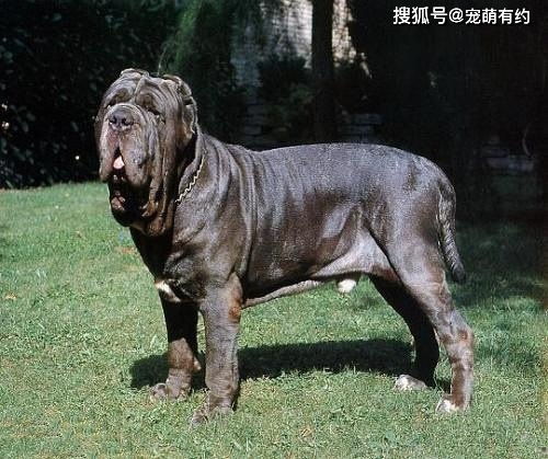 纽波利顿 普雷萨 全世界公认的最危险 最凶残的犬中 野兽