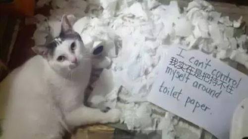 千万不要让猫咪知道卫生纸是可以撕开的,不要问我为什么 
