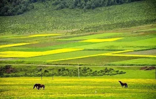 想念我住过的乡村,满满的全是快乐