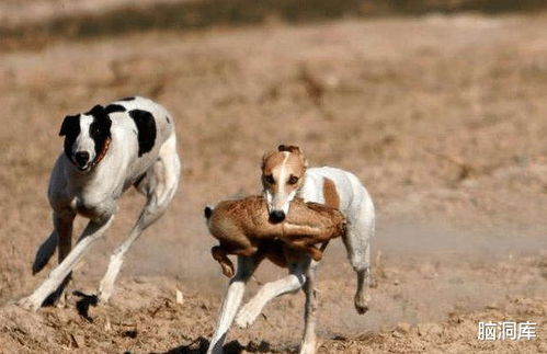 中华神犬 哮天犬 ,为什么很少人会养 看完总算解惑了