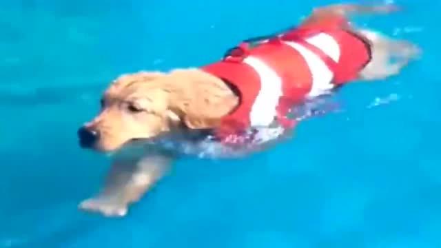 狗狗吃橙子酸到了吧,不过狗狗游泳挺厉害的啊,太棒了 