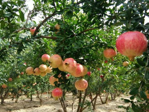 这3种水果树有人做梦都想养,费心打理,果子能吃好几年