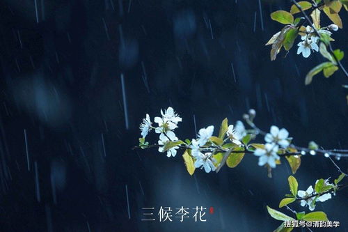 雨水丨春风化雨,雨落新生