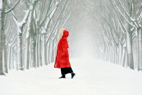 苏北,一场纷纷扬扬的大雪