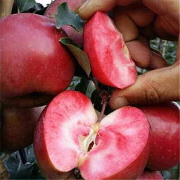 红肉苹果介绍及红肉苹果种植方法要点,红肉苹果树上能接富士品种吗？需要注意什么