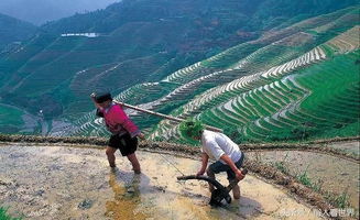 农村耕地变荒地,专家建议进城务工的女人回家种地,农民 滚 