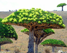 椰蛋树为什么有龙属性,椰蛋树，又称龙血树，是一种热带植物，因其独特的形态和龙属性而备受关注