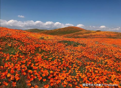 卫星遥感 AI,罂粟花识别 美国加州罂粟花爆发