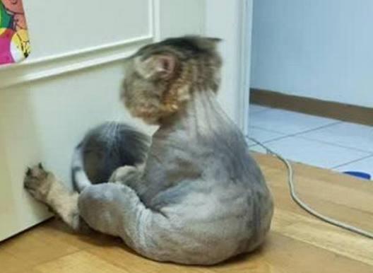 主人给猫咪换发型,结果猫咪坐地上抱着镜子不说话,像定住了