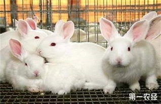 怎么加快兔子的生长速度 兔子育肥管理方法