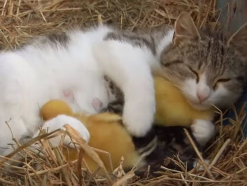超不可思议 小鸭失踪6小时 竟是被母猫当宝宝收养了