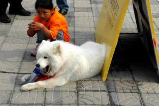 超酷的大白狗 