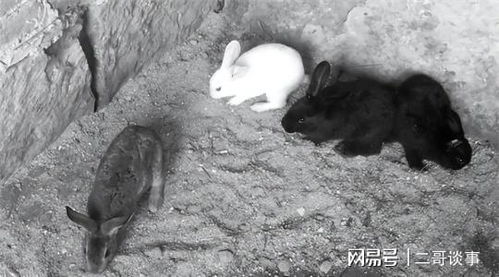 71年福建一家三口惨遭杀害,警方困惑,村民发现端倪 少了只兔子