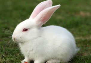 室内散养一只兔子 兔兔那么可爱,为什么不养 