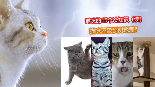 猫咪的冷知识 续 15个 