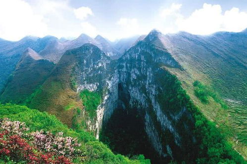 全球最大的地下原始森林,遍布珍稀动植物,就在广西的天坑秘境中