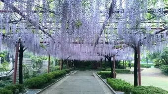 嘉定紫藤公园,上海嘉定紫藤公园