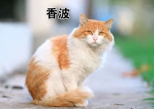 猫猫币也太难兑了,换手率低。 猫猫币也太难兑了,换手率低。 应用