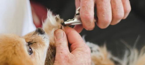 帮狗狗剪指甲,但它不配合,不小心剪伤了它的指甲时该怎么办