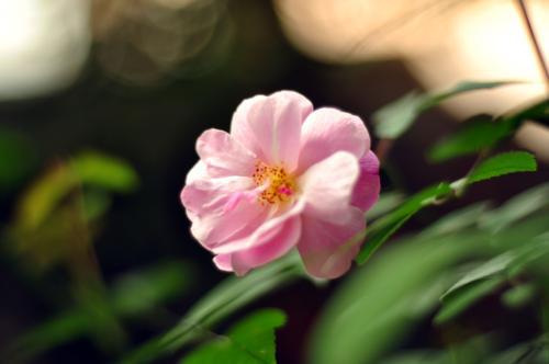 各种花开放的时间是几点,什么花在什么时候开花？？【几点】