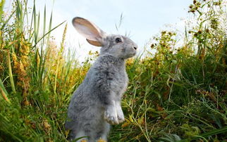 养兔技术 家兔生长发育的特点