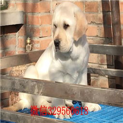 漯河拉布拉多犬多少钱一只 黄色白色黑色拉布拉多犬出售 赛级拉布拉多价格