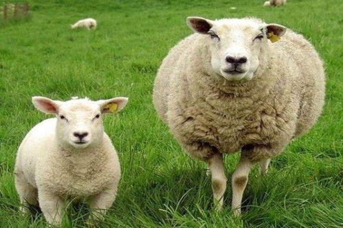属羊人,一生之中有大 坎 ,是福是祸都在你,赶快接好运 生肖羊 网易订阅 
