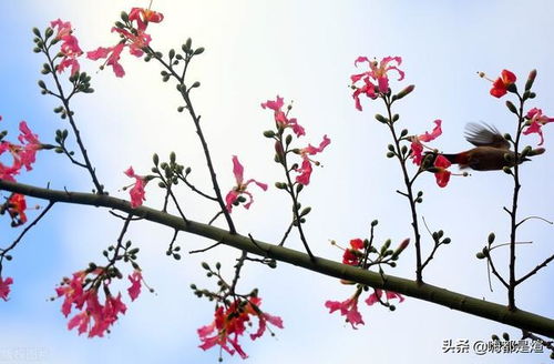 木棉花日：春日的绚丽绽放，生命的坚韧象征