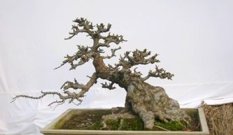 榆树幼苗如何制作家庭盆景,小叶榆树盆景怎么养？