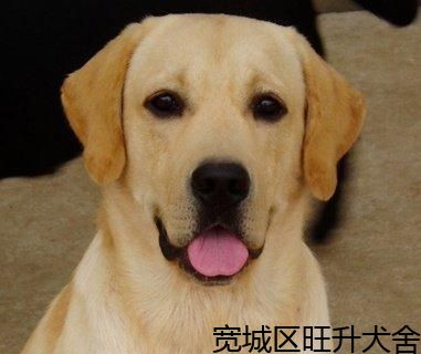 重庆优质拉布拉多幼犬可以喂蛋糕吗,白色拉布拉多