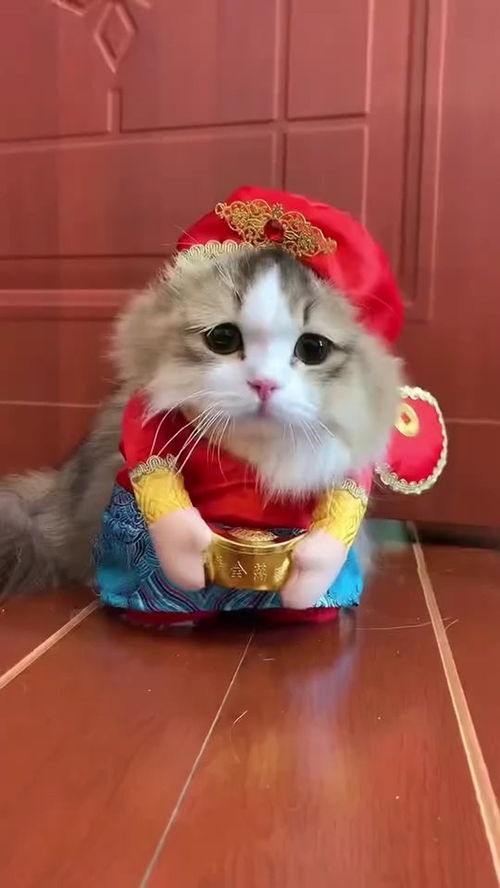 快来迎接你们的财神猫猫 