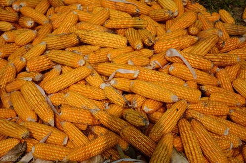山东玉米涨至3000元 期货创新高2730 玉米价格暴涨能持续多久