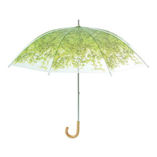 雨伞树怎么养,雨伞树——优雅生活的绿意守护者