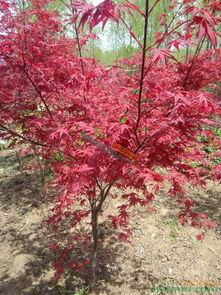 日本红枫春夏秋冬,怎么区分日本红枫树和美国红枫树