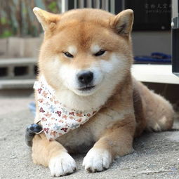 柴犬明星Ryuji的表情照片 15张