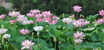 接天莲花无穷尽 江夏芙蓉别样浓