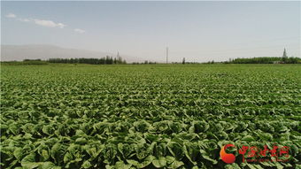张掖甘州持续扩大设施农业发展优势