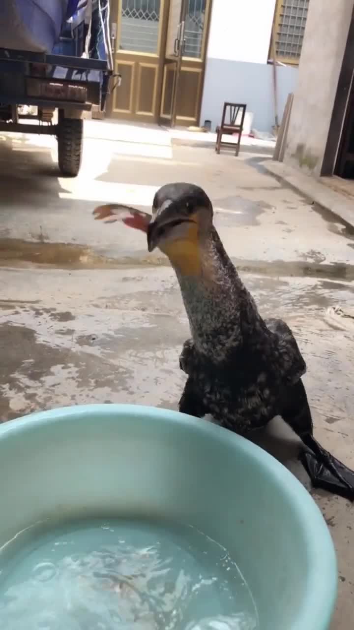 这只鸟厉害了,整条活鱼生吞下肚 