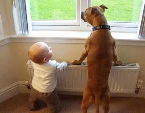 狗是人类的好朋友 来看看它们与宝宝是如何百搭的 