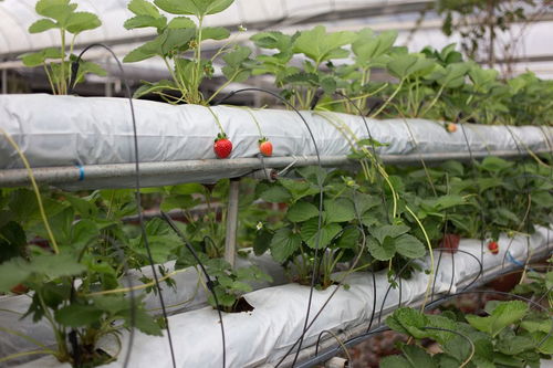 草莓种子怎么催芽,草莓种子怎么种才能发芽？