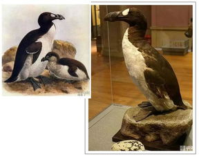灭绝动物大海雀 地球永恒之伤 现藏于英国自然历史博物馆