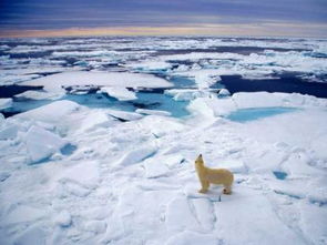 小小海洋环保使者的北极奇妙之旅 与他一起揭开北极圈的奥秘