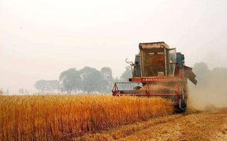2020年是一个（灾难）之年。小麦收割在即是囤粮还是卖掉呢(2020年小麦收成怎么样)