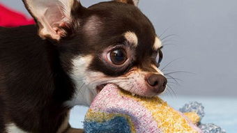 什么是犬冠状病毒 对狗狗有什么危害 幼犬的病症会更严重