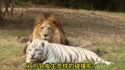 老虎和狮子配种全过程,母虎多次怀孕,狮子最后被结扎 