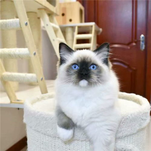 布偶猫和蓝猫配种是什么样子 布偶猫和蓝猫各自的特点
