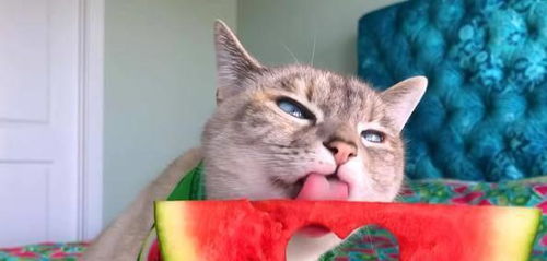 一些猫咪很喜欢西瓜,因为它们觉得西瓜不但好吃,还很好玩