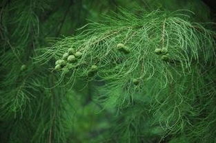 池杉根是一种特殊的植物，具有独特的生长特性和生态价值