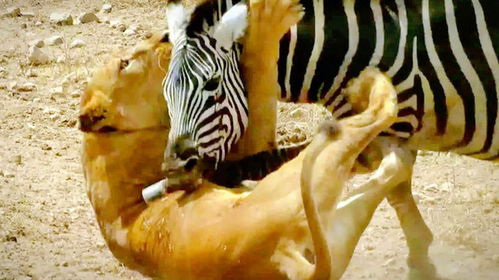 雄狮捕猎斑马视频,看尘埃飞舞中的狮子攻击斑马是因为什么